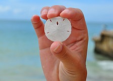 Annie Twitty shows off the perfect little sanddollar she found along the shore while searching for shells at the beach.
