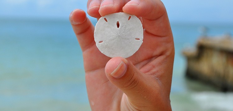 Annie Twitty shows off the perfect little sanddollar she found along the shore while searching for shells at the beach.