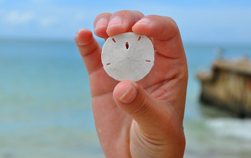 Annie Twitty shows off the perfect little sanddollar she found along the shore while searching for shells at the beach.