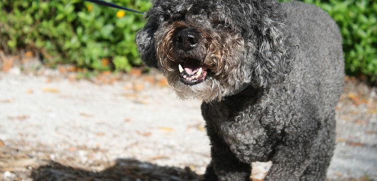 Kirby is enjoying a morning walk in Joan M. Durante Park with his human, Mary Crawford.
