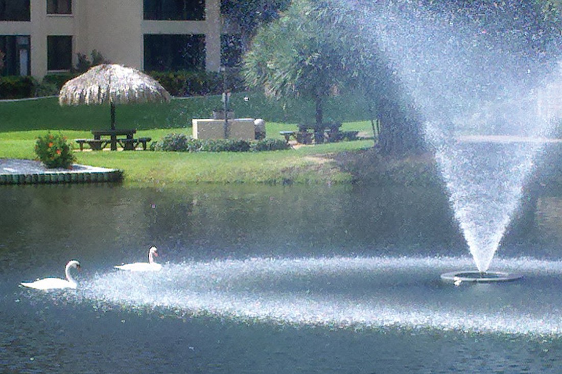 On a hot summer afternoon, the Gulf & Bay ClubÃ¢â‚¬â„¢s swans, Valentino and Natasha, sought some extra cooling from the fountain spray in the complexÃ¢â‚¬â„¢s big pond. Photo by Nancy Deckard.