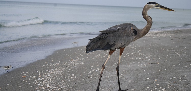 Life is a beach for this bird enjoying the early morning on Longboat Key's beach.