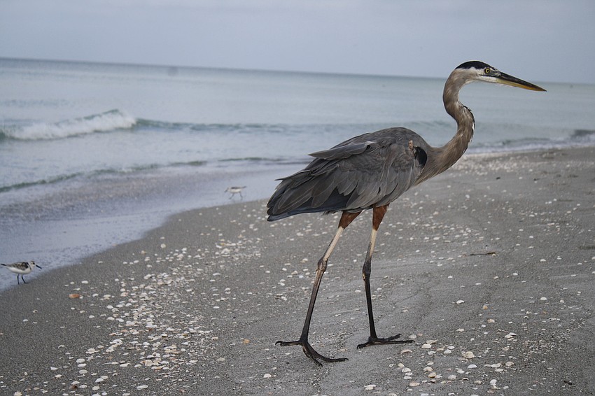 Life is a beach for this bird enjoying the early morning on Longboat Key's beach.