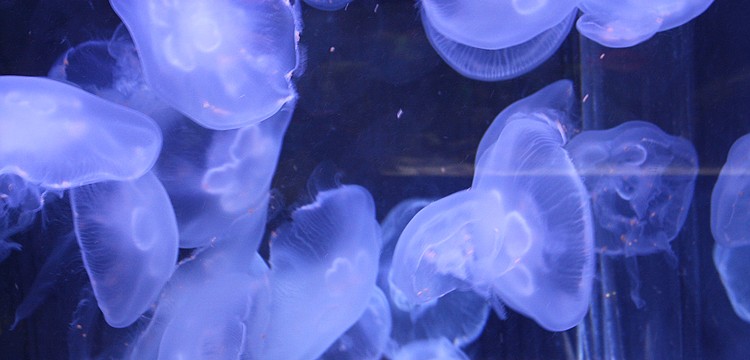 The Jellyfish at Mote Aquarium eat their breakfast.