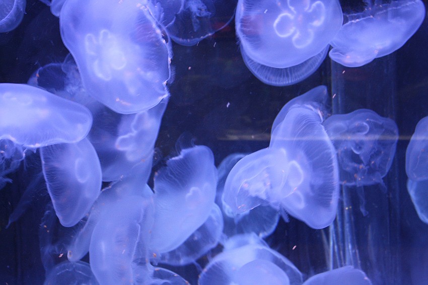 The Jellyfish at Mote Aquarium eat their breakfast.