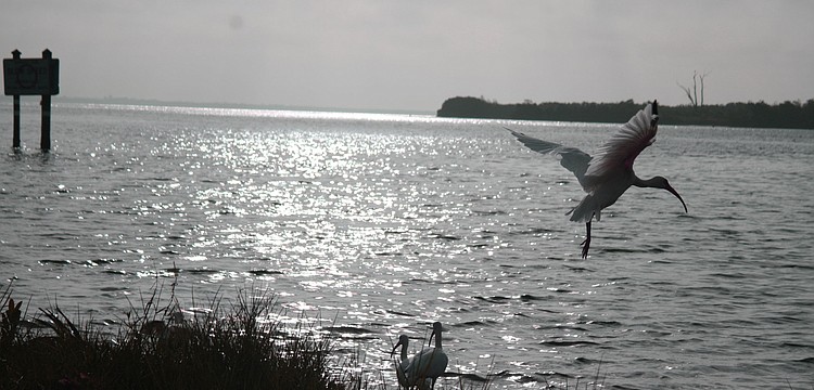 This Longboat Key Village bird is off to find its daily catch.