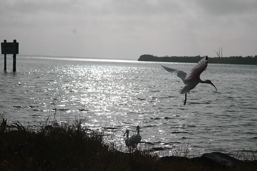 This Longboat Key Village bird is off to find its daily catch.