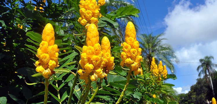 This yellow candlestick senna plant is blooming right outside the main entrance to the Selby Botanical Gardens.