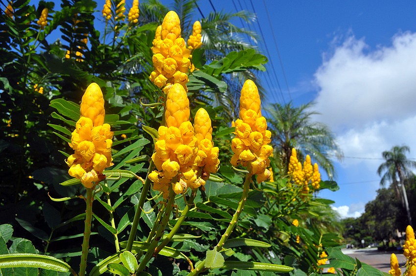 This yellow candlestick senna plant is blooming right outside the main entrance to the Selby Botanical Gardens.