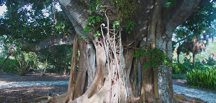 This tree sits at the front entrance of Joan M. Durante Park in Longboat Key.