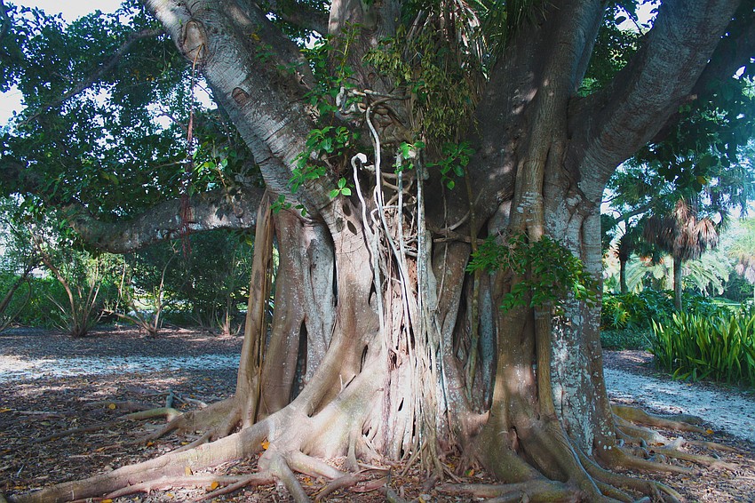 This tree sits at the front entrance of Joan M. Durante Park in Longboat Key.