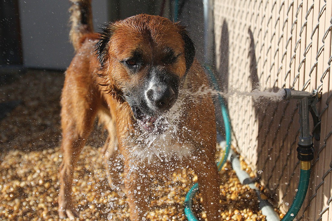 Bubby enjoys biting at the water that shoots out of a hose during his time in the outdoor play area.