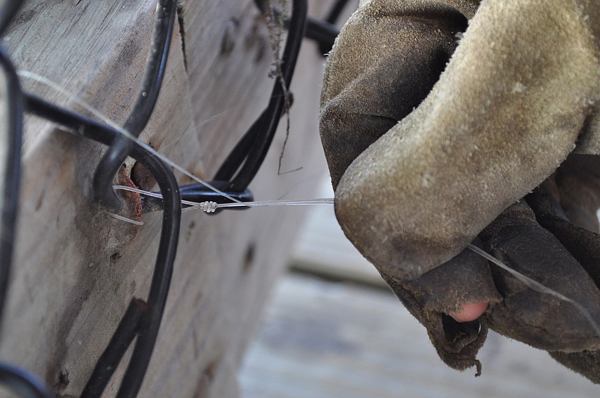 Monofilament puts birds at high risk for danger. Brown Pelicans get hit very hard. So do great and snowy egrets and herons. Lines often tangle and trap the birds so it is important to dispose of line properly.