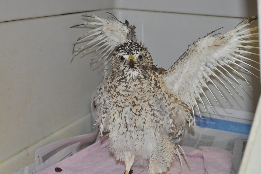 This red shouldered hawk was found at a waste site with its feathers singed off. A similar case required a healing time of 10 months.