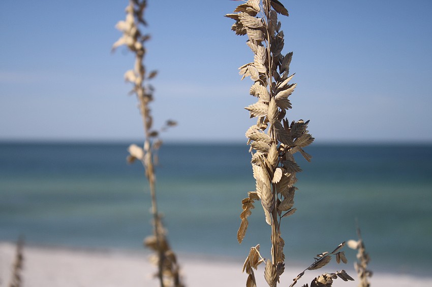 A service in honor of previous Mayor, columnist and philanthropist Jim Brown took place at 9 a.m. at St. Mary Star of the Sea Catholic Church. Many of the speakers mentioned how there wouldn't be a beach without him.