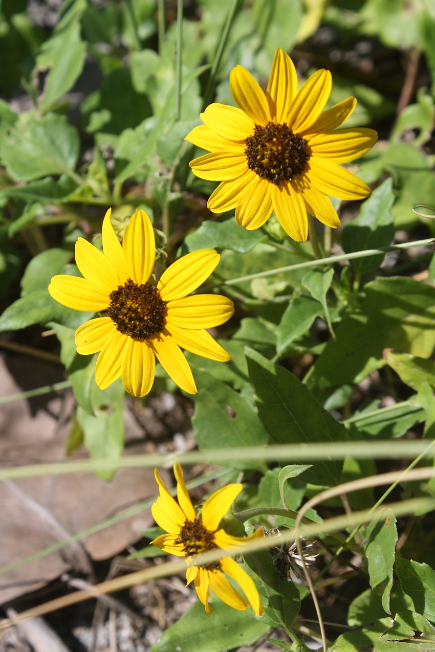 These are beach daisies. When Ponce De Leon found Florida, he was impressed with the flora. Hence the origin of the word 