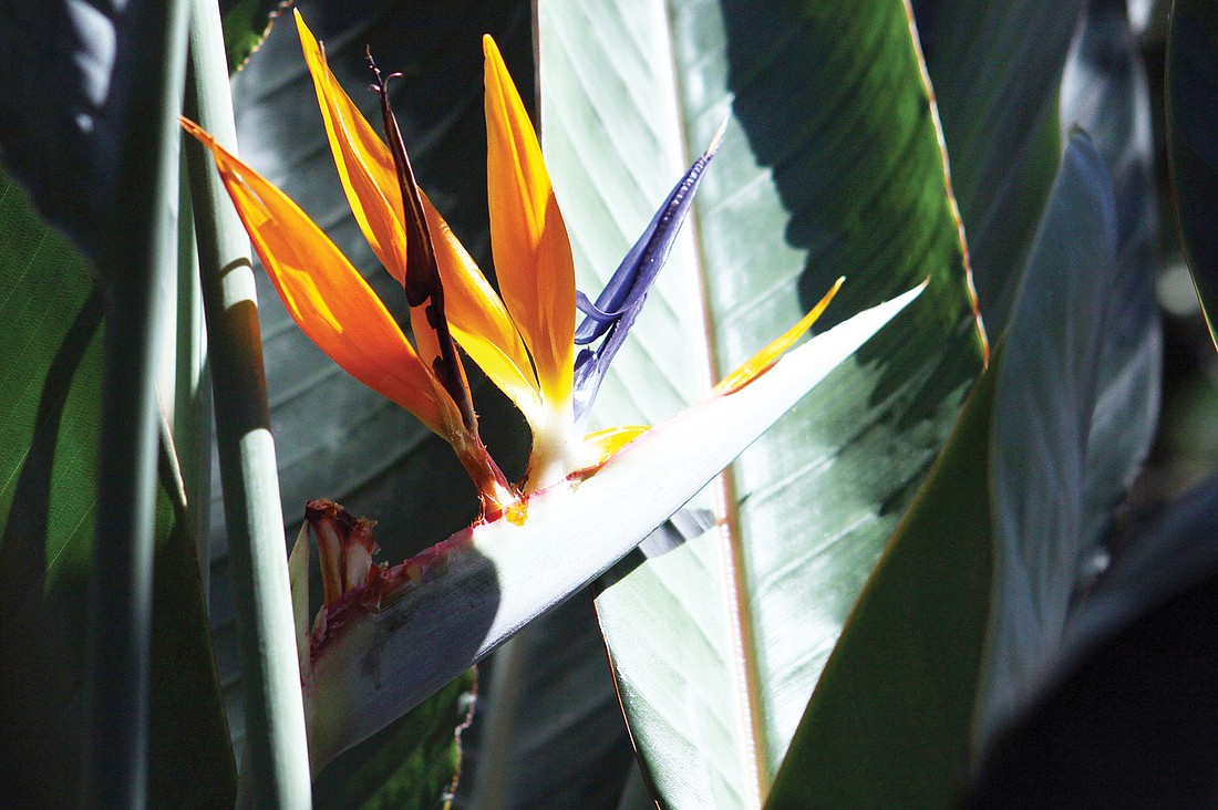 A blooming orange bird of paradise