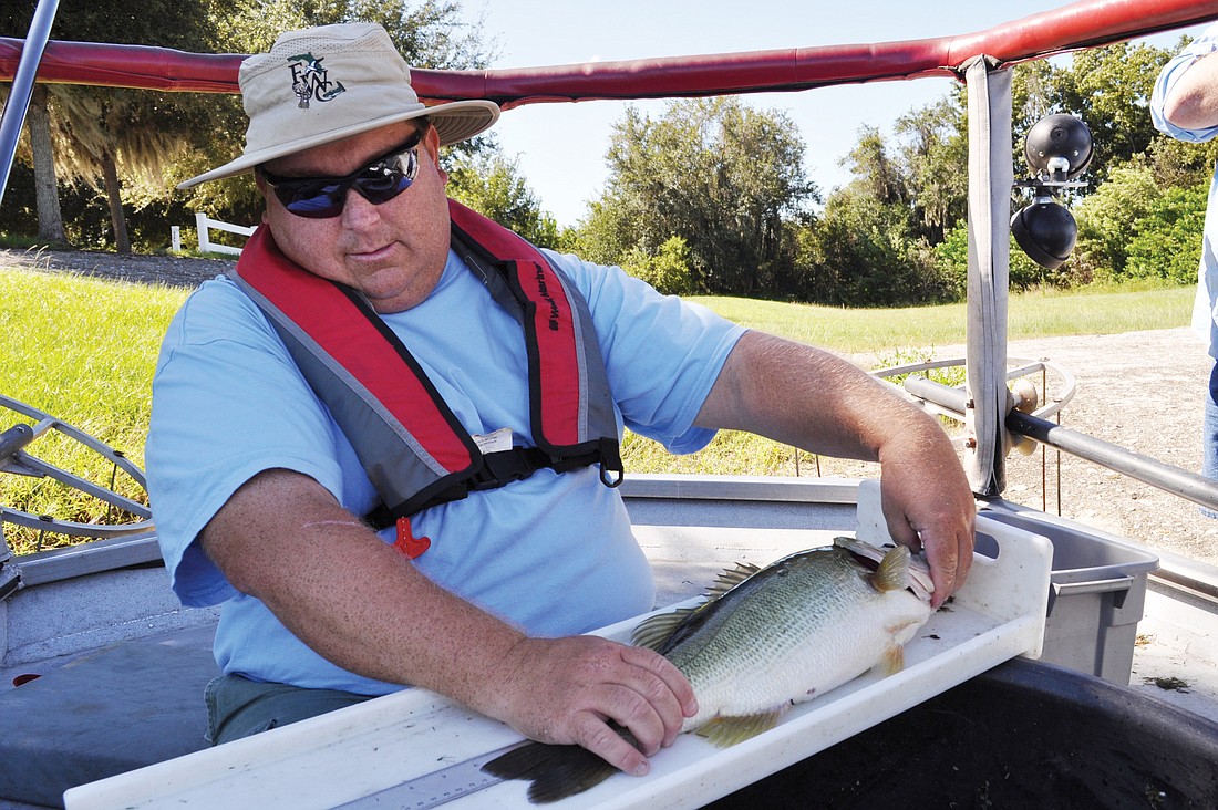 Fisheries biologist Jeff Willitzer, of the Florida Fish and Wildlife Conservation Commission, measures a bass at Trophy Lake in Lakewood Ranch.