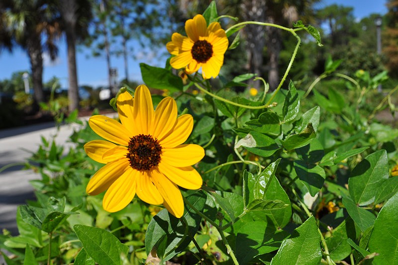 At what location are these flowers growing?