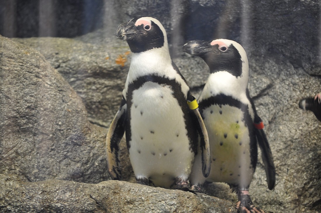 The exhibit, 'Penguin Island' will be open to the public on Nov. 1.