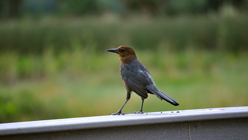 The boat-tailed grackle consumes foods ranging from seeds and insects to lizards and crabs.