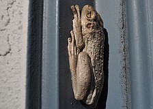 This frog enjoyed the cooler, rainy weather from outside an East County home.