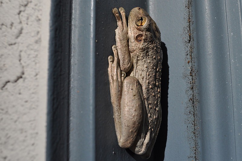 This frog enjoyed the cooler, rainy weather from outside an East County home.