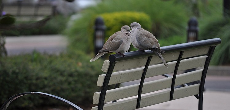 These doves found a comfy perch on Lakewood Ranch Main Street today.