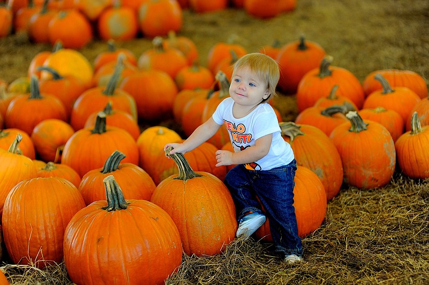 Adalee Health, 13 months, couldnâ€™t decide which pumpkin to take home.