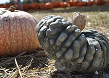 Harvest United Methodist Church's Pumpkin Patch is open 10 a.m. to 7 p.m. daily through Oct. 31.