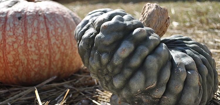 Harvest United Methodist Church's Pumpkin Patch is open 10 a.m. to 7 p.m. daily through Oct. 31.