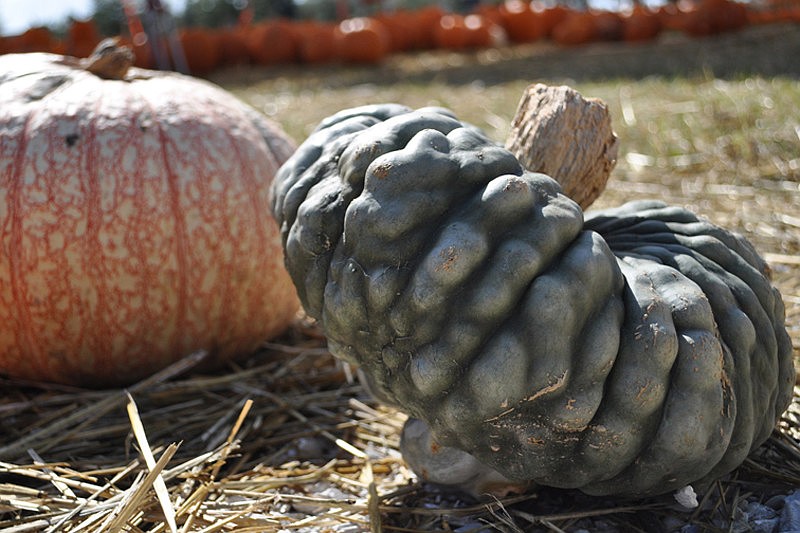 Harvest United Methodist Church's Pumpkin Patch is open 10 a.m. to 7 p.m. daily through Oct. 31.