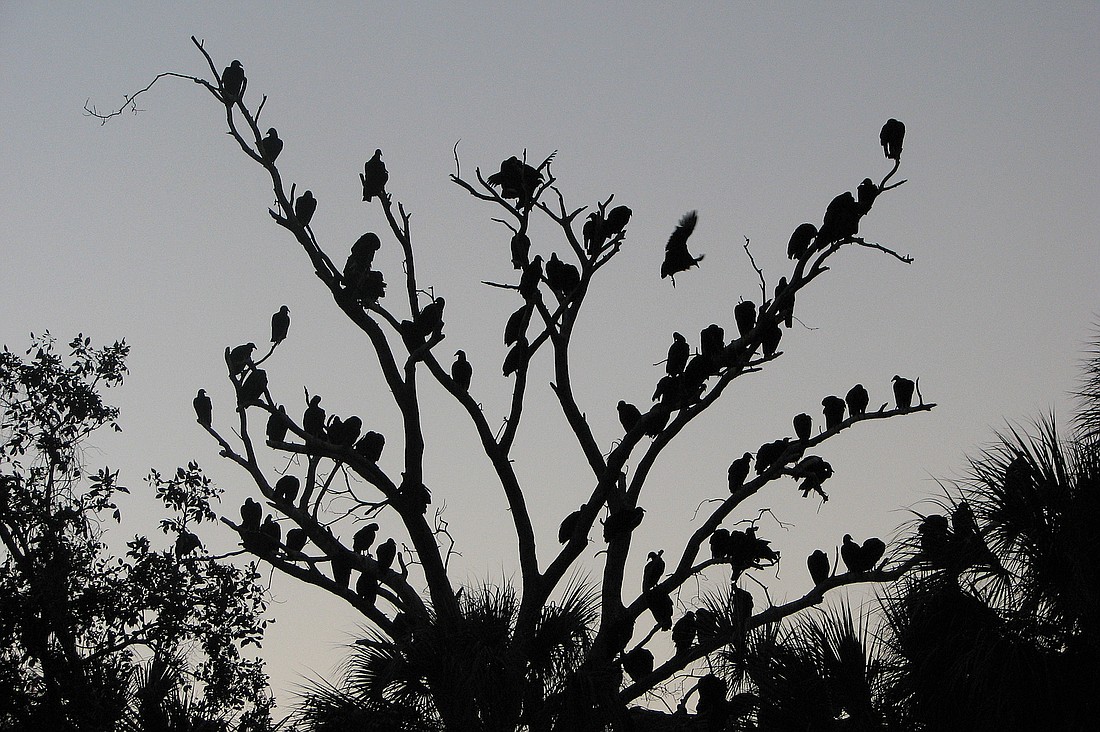 Larry Davenport took this photo of vultures coming to roost for the night at Jiggs Landing.