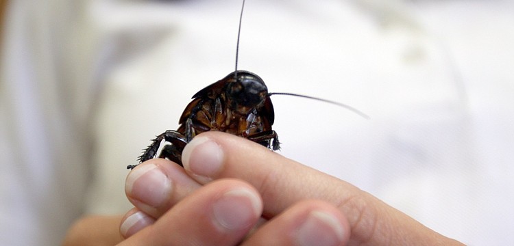 This Madagascar hissing cockroach was brought to St. Boniface's Preschool as part of a lesson on insects.