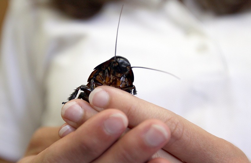 This Madagascar hissing cockroach was brought to St. Boniface's Preschool as part of a lesson on insects.