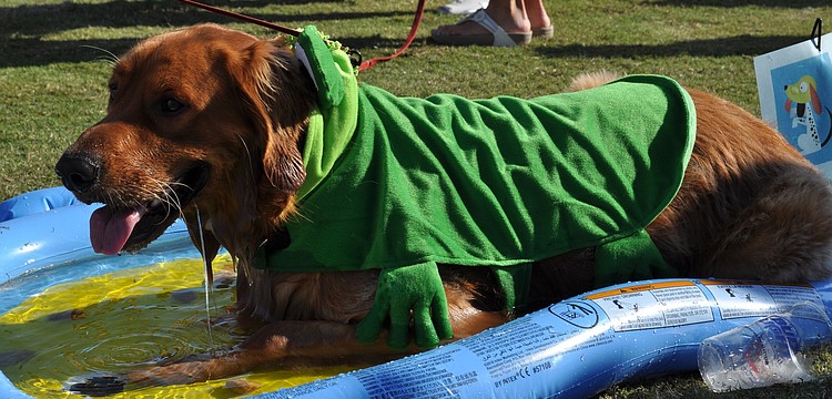 Buddy Love Lucky Star â€”Â dressed as a frog â€” cools off in a pond just his size.