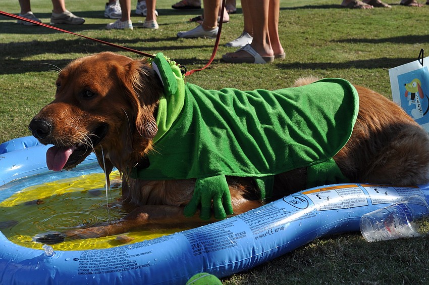 Buddy Love Lucky Star â€”Â dressed as a frog â€” cools off in a pond just his size.