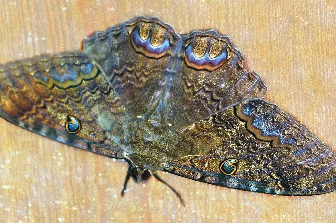 Tatiana Staats photographed this black witch moth Sept. 21 at a friend's house near the north Siesta bridge. Photo by Tatiana Staats.