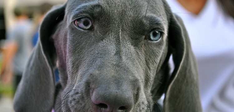 Stella attended the Morton's Gourmet Market 12th annual Firehouse Chili Cook-Off.