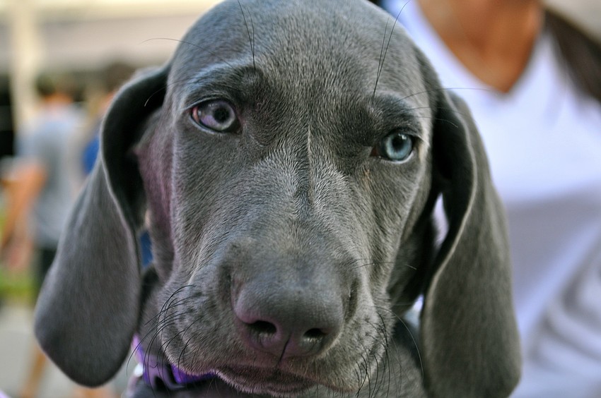 Stella attended the Morton's Gourmet Market 12th annual Firehouse Chili Cook-Off.