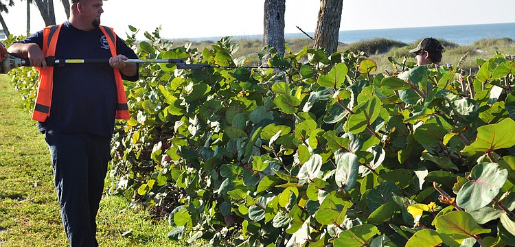 Longboat Key Public Works employees Doyle Walker and Curtis Vandermolen trim the sea grapes. It is an annual job every Oct. 31 when turtle season ends, but the weather yesterday did not permit trimming.
