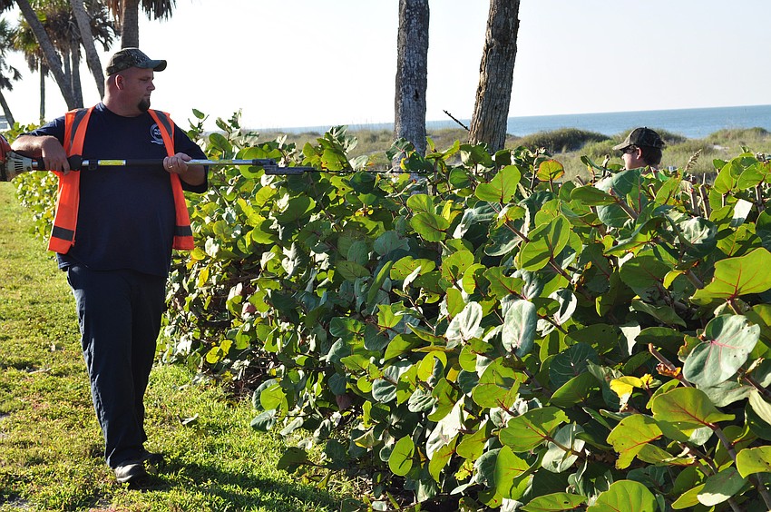 Longboat Key Public Works employees Doyle Walker and Curtis Vandermolen trim the sea grapes. It is an annual job every Oct. 31 when turtle season ends, but the weather yesterday did not permit trimming.