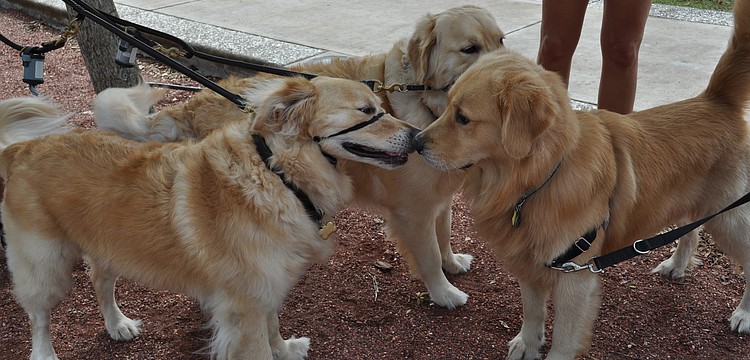 Golden retrievers Buddy, Clyde and Beck formed a cuddle huddle at the event.