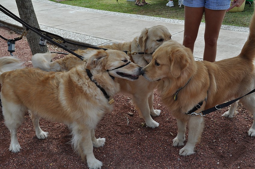 Golden retrievers Buddy, Clyde and Beck formed a cuddle huddle at the event.
