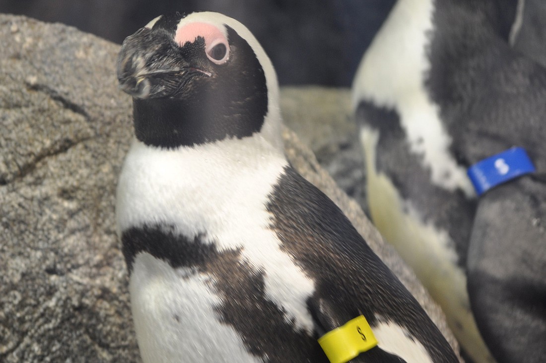 The exhibit, 'Penguin Island' opened to the public on Nov. 1.