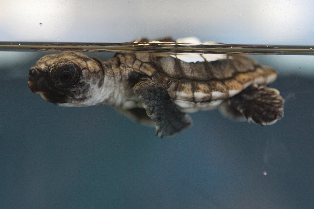 One of the patients of the Sea Turtle Rehabilitation Hospital at Mote Marine Laboratory swims around in its aquarium, which visitors can view while seeing the turtles, manatees and dolphins at Mote.