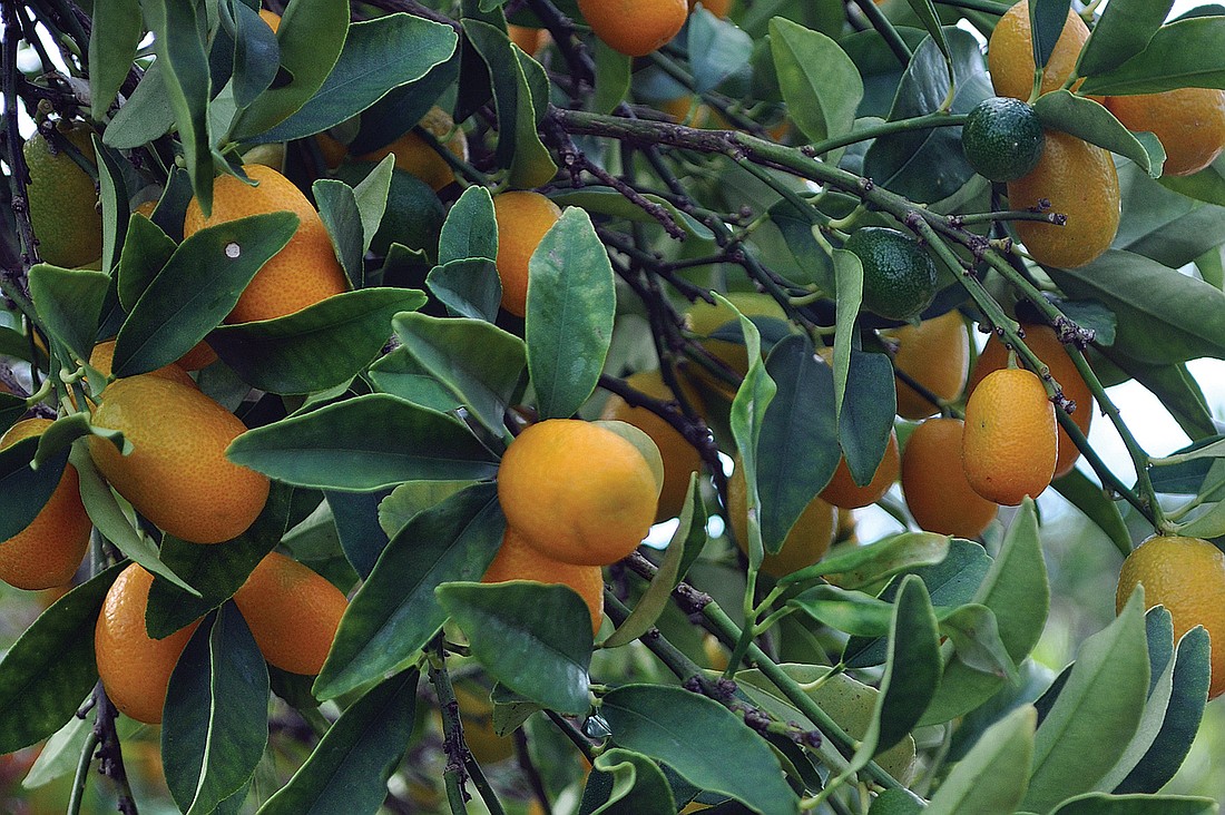 Jim HerringtonÃ¢â‚¬â„¢s Longboat Key kumquat tree was overflowing recently with abundance.