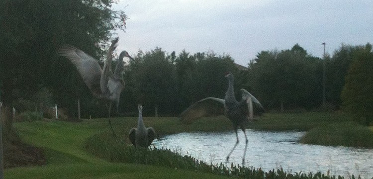 Lakewood Ranch resident Sandy Bruce snapped this picture of sandhill cranes dancing around while she was out walking her dog recently. "It was pretty funny at the moment," Sandy said.
