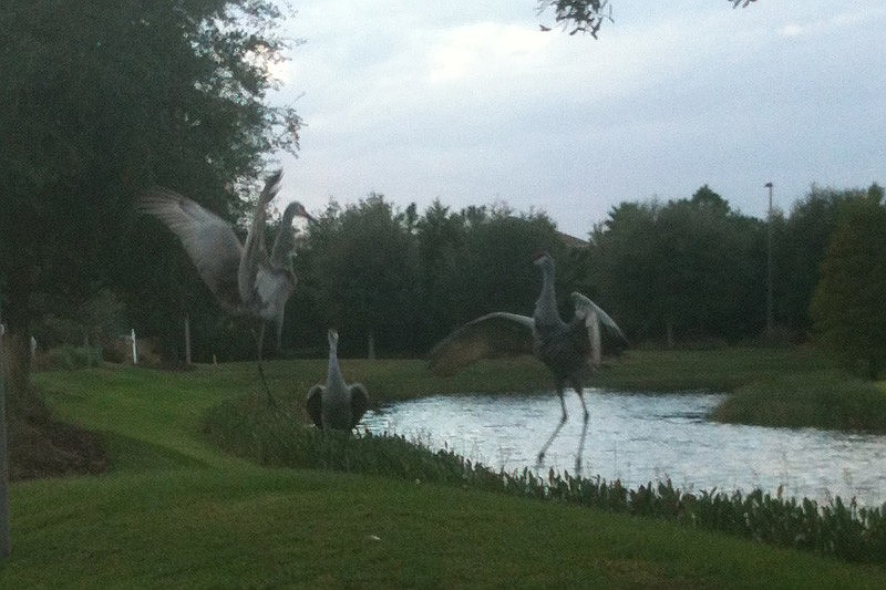 Lakewood Ranch resident Sandy Bruce snapped this picture of sandhill cranes dancing around while she was out walking her dog recently. 