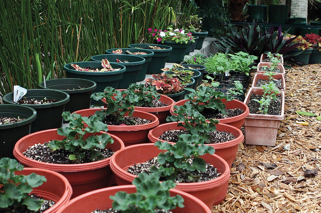 Plants and flowers Calvin Boehme is working on are lined up in rows on the side of his vegetable garden.